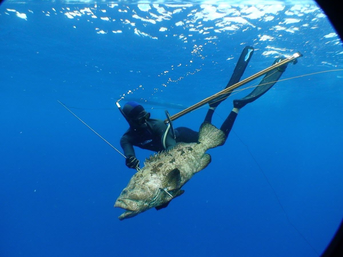 Spearfishing Bare Island Sydney New South Wales Australia