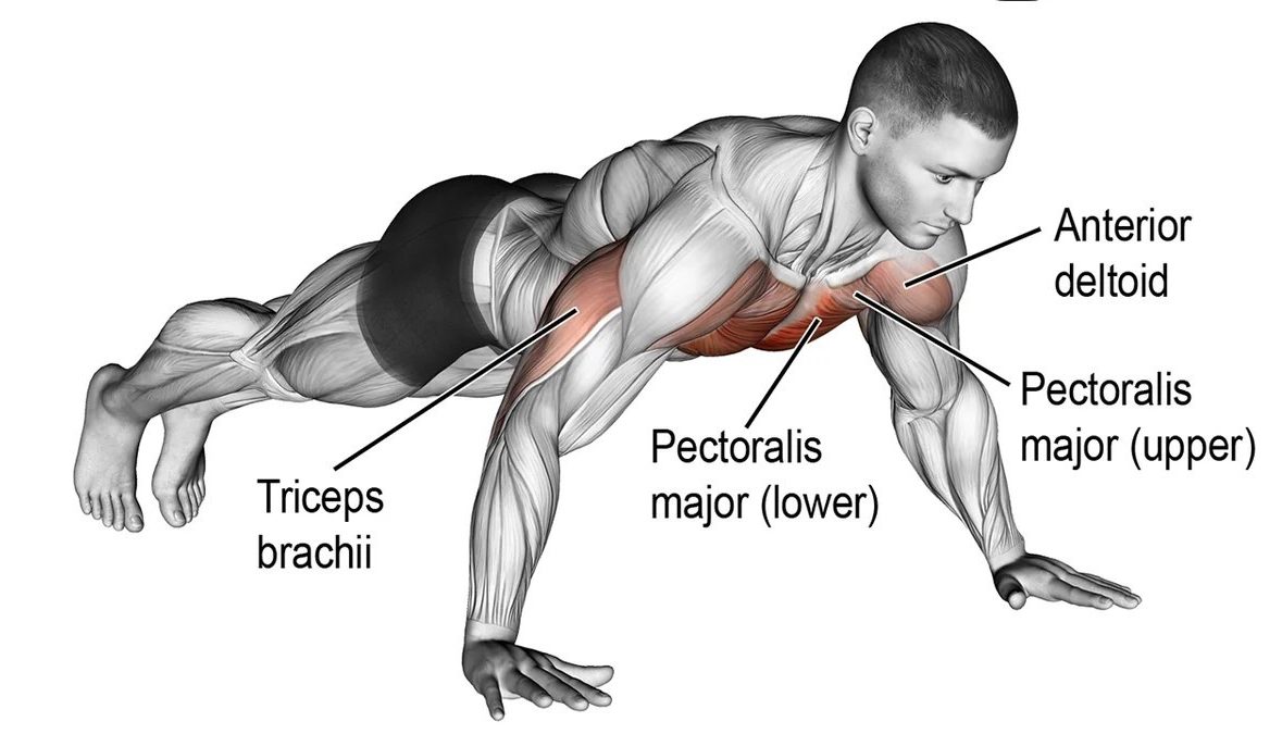 https://www.xtremespots.com/wp-content/uploads/2022/06/What-are-the-best-lower-chest-exercises--e1655106117480.jpeg